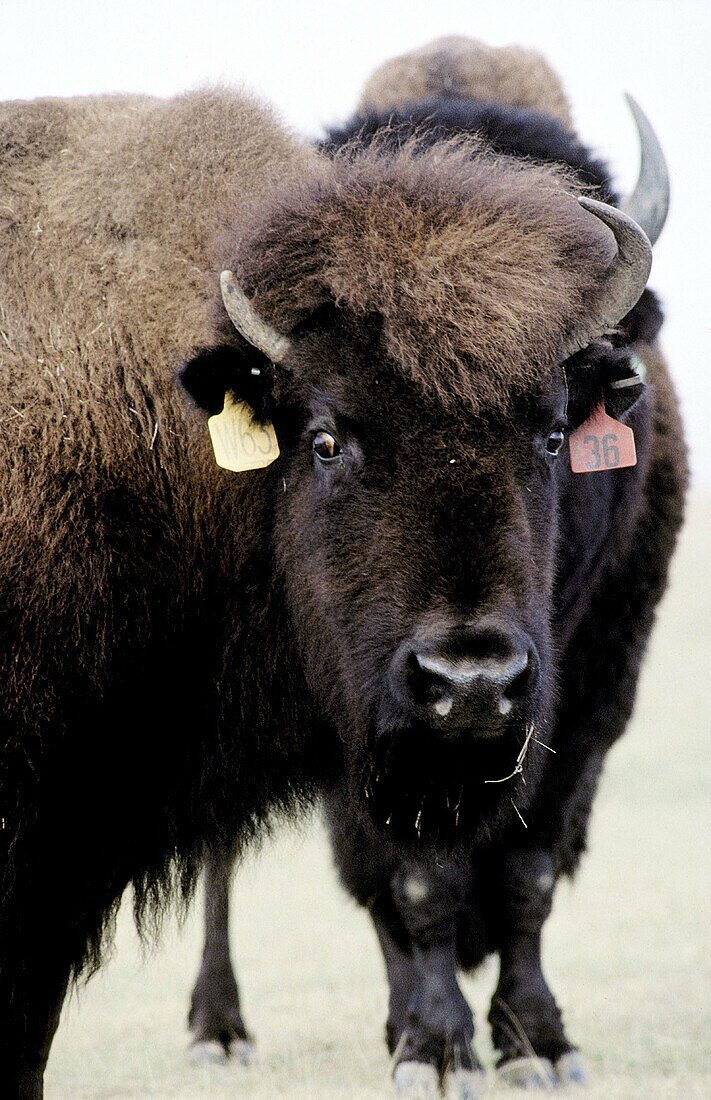 Two buffallos beig reaised for meat. Cheyenne. Wyoming. USA