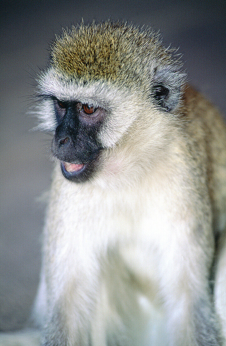 Vervet monkey (Cercopithecus aethiops). Serengeti National Park. Tanzania
