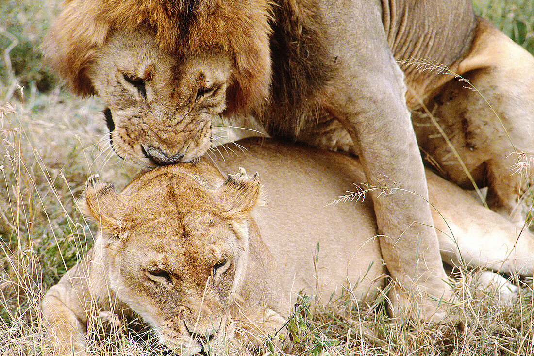 Couple of lions mating. Serengeti National Park. Tanzania