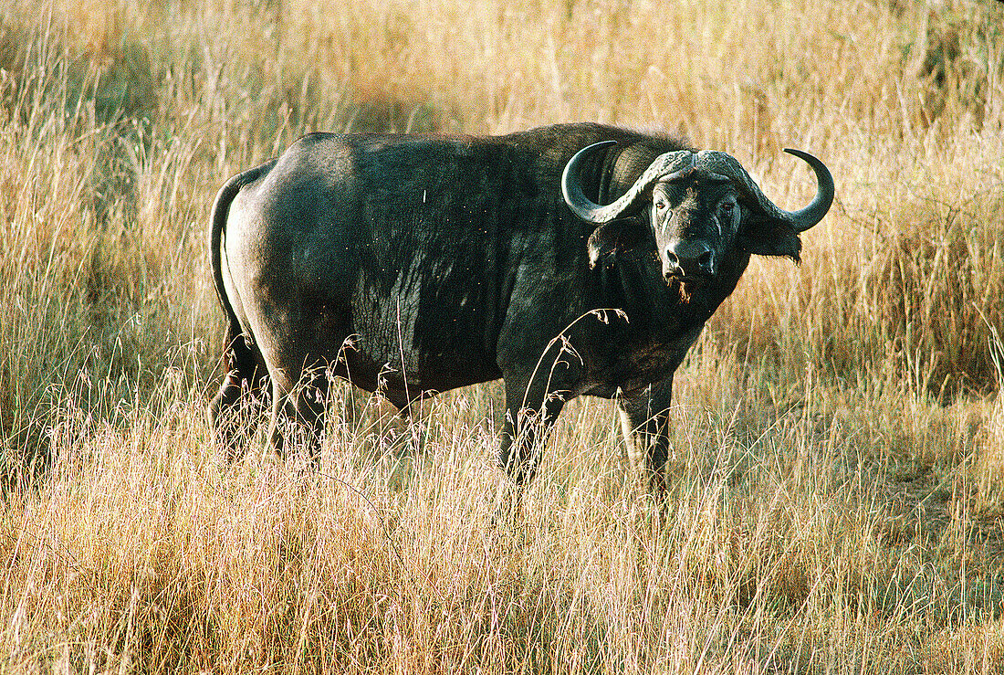 Buffalo from a hot air balloon on early morning. Serengeti National Park. Tanzania