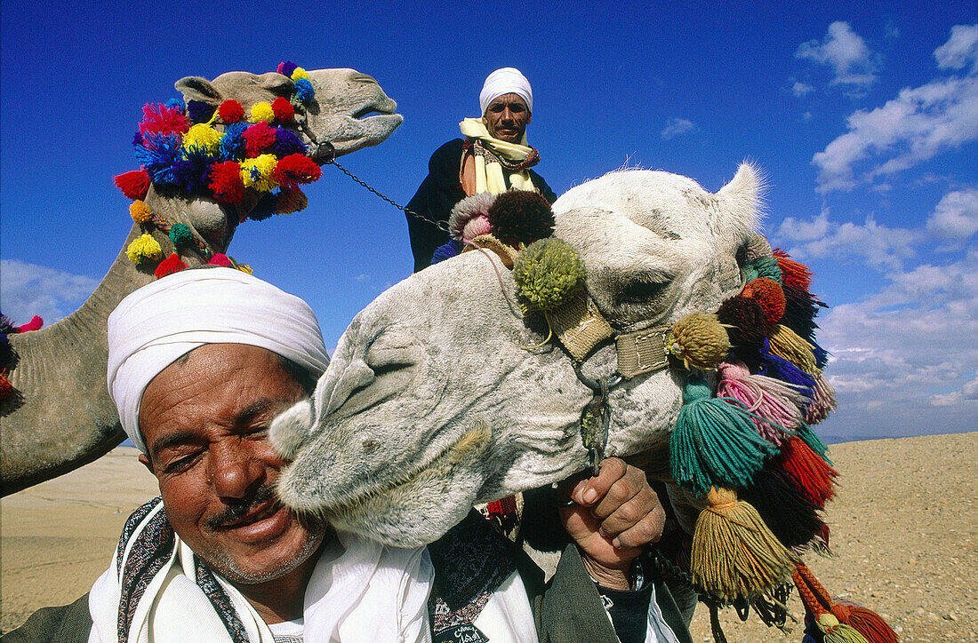Camel riders making fun with their camel. Gizeh. Cairo. Egypt