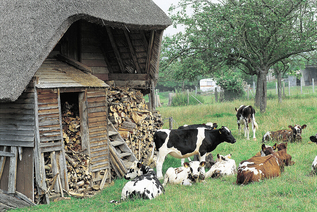 Cows in a traditional farm. Eure. Normandy. France