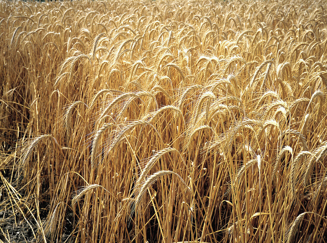 Ripe wheat field in summer. Burgundy. France