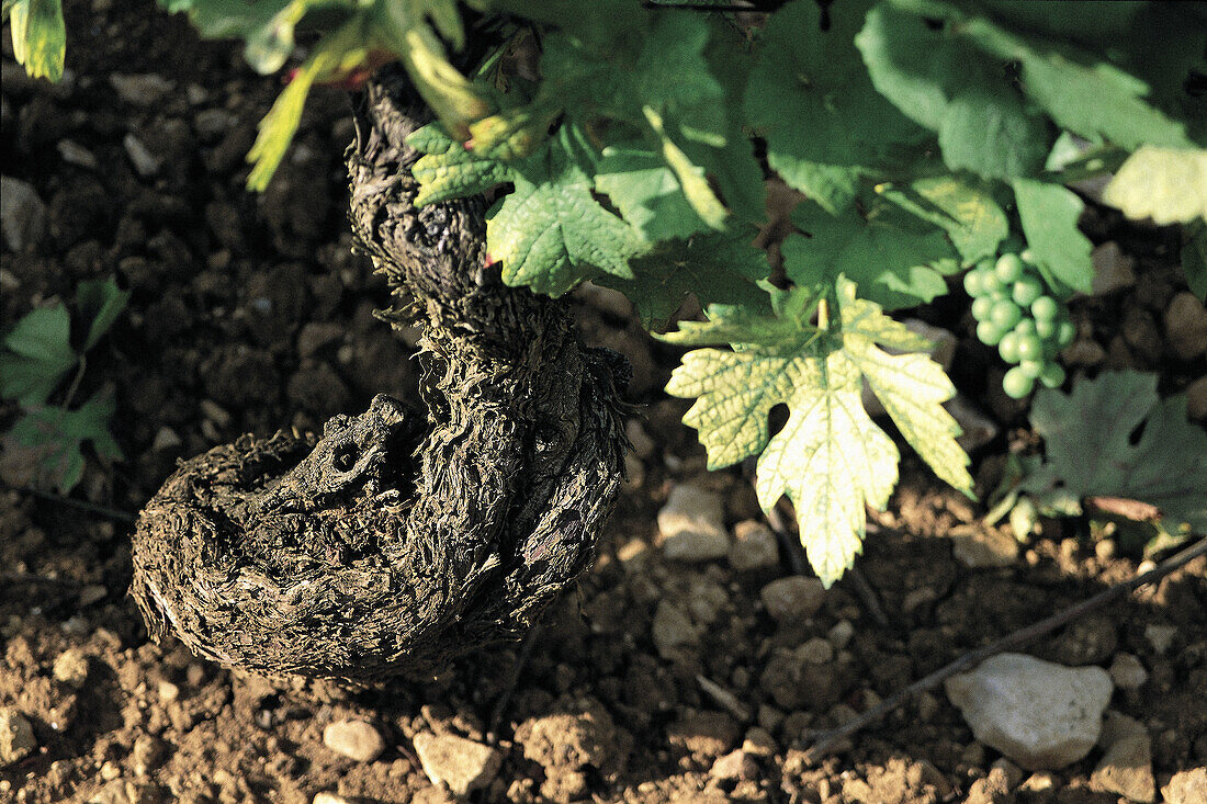 Pinot noir stock. Cote de Baume. Cote d Or. Burgundy. France