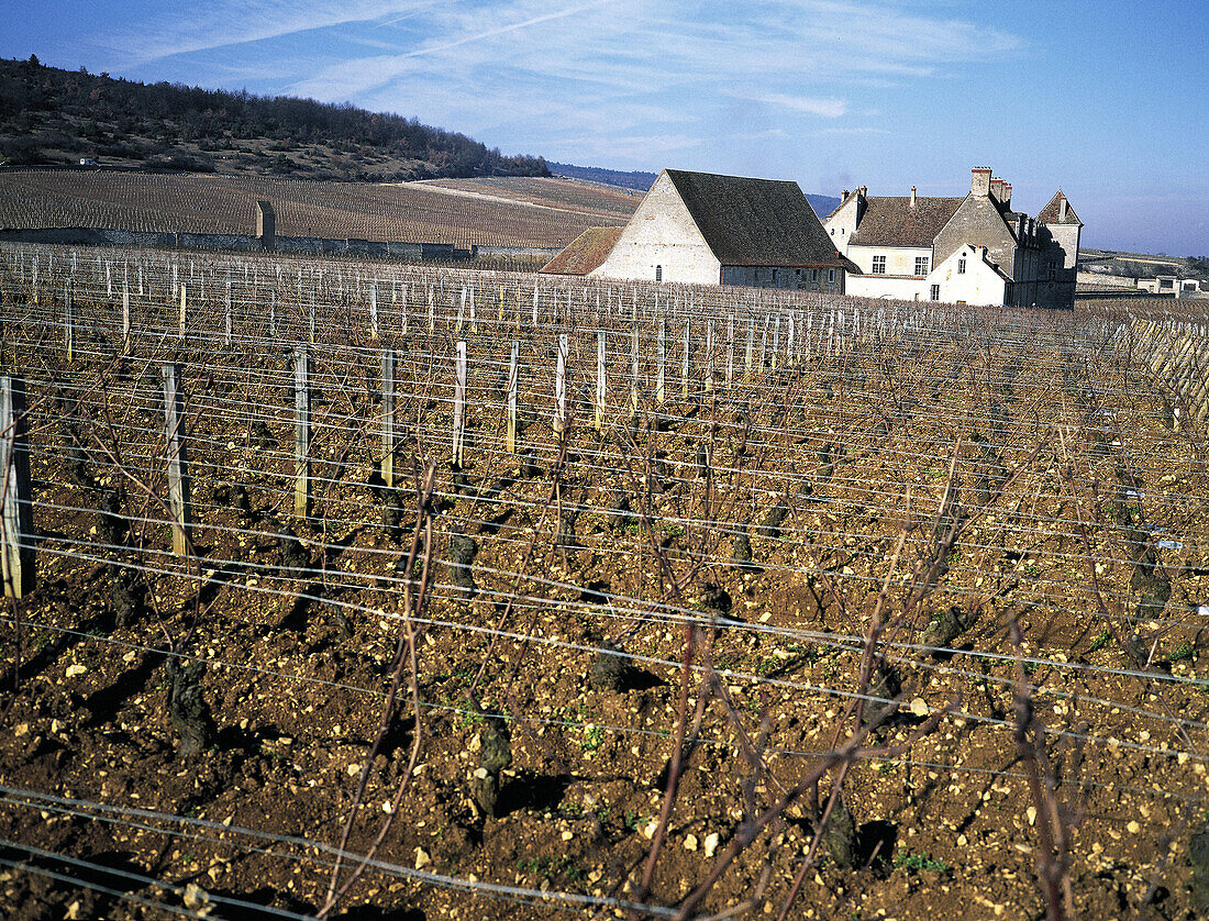 Clos Vougeot castle and vineryards in fall. Burgundy. France