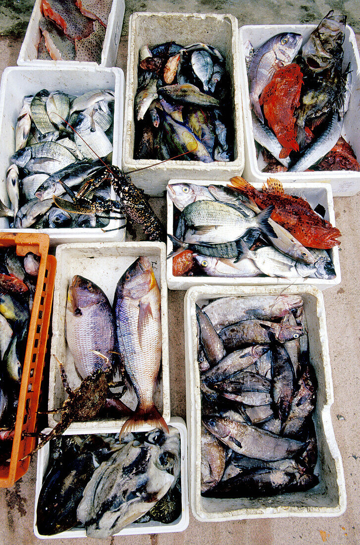 Seafood. Campo Moro. South Corsica. Corsica Island. France