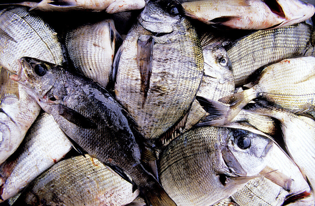 Seafood. Campo Moro. South Corsica. Corsica Island. France