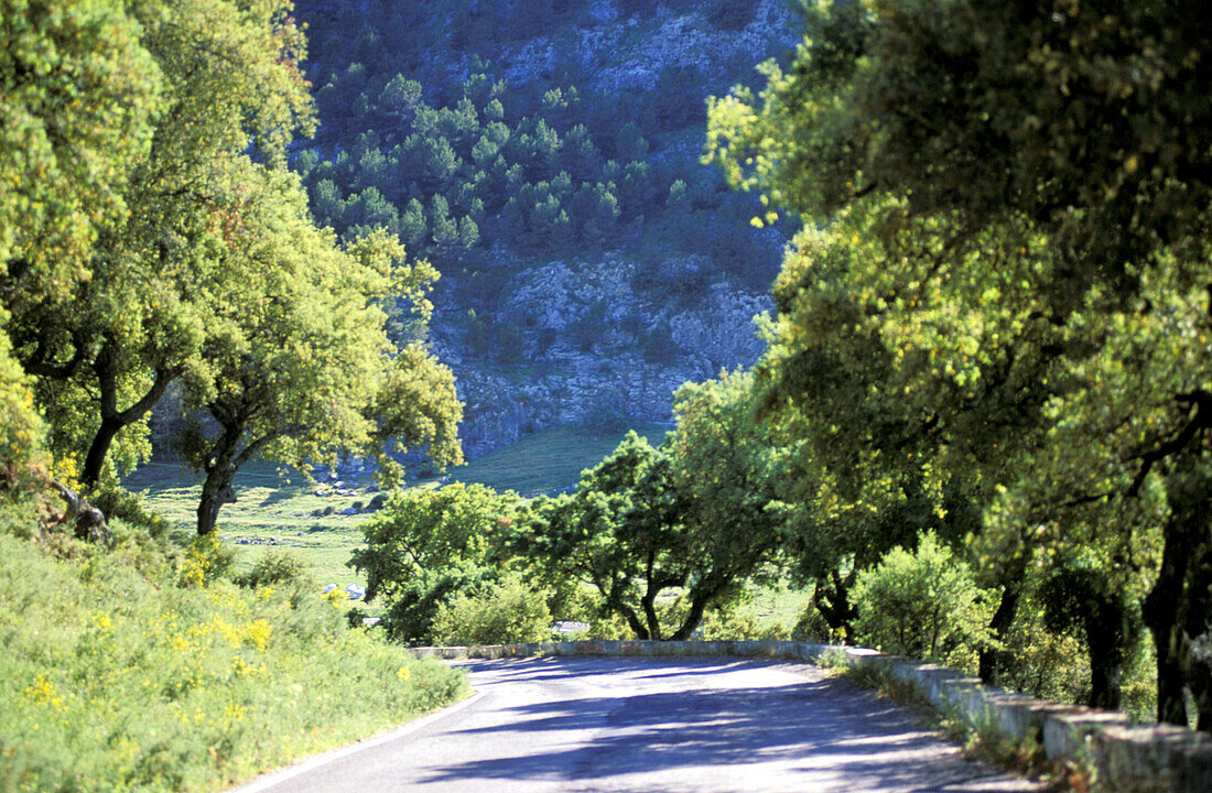  Andalucia, Andalusia, Bend, Bends, Color, Colour, Country, Country road, Country roads, Countryside, Curve, Curves, Daytime, Empty road, Empty roads, Europe, Exterior, Field, Fields, Granada province, Green, Horizontal, Nature, Nobody, Outdoor, Outdoors,