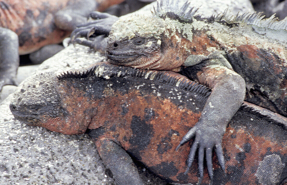 Loving couple of red spotted marine iguane (Amblyrhynchus cristatus). Punta Suarez. Española (Hood Island). Galapagos Islands. Ecuador