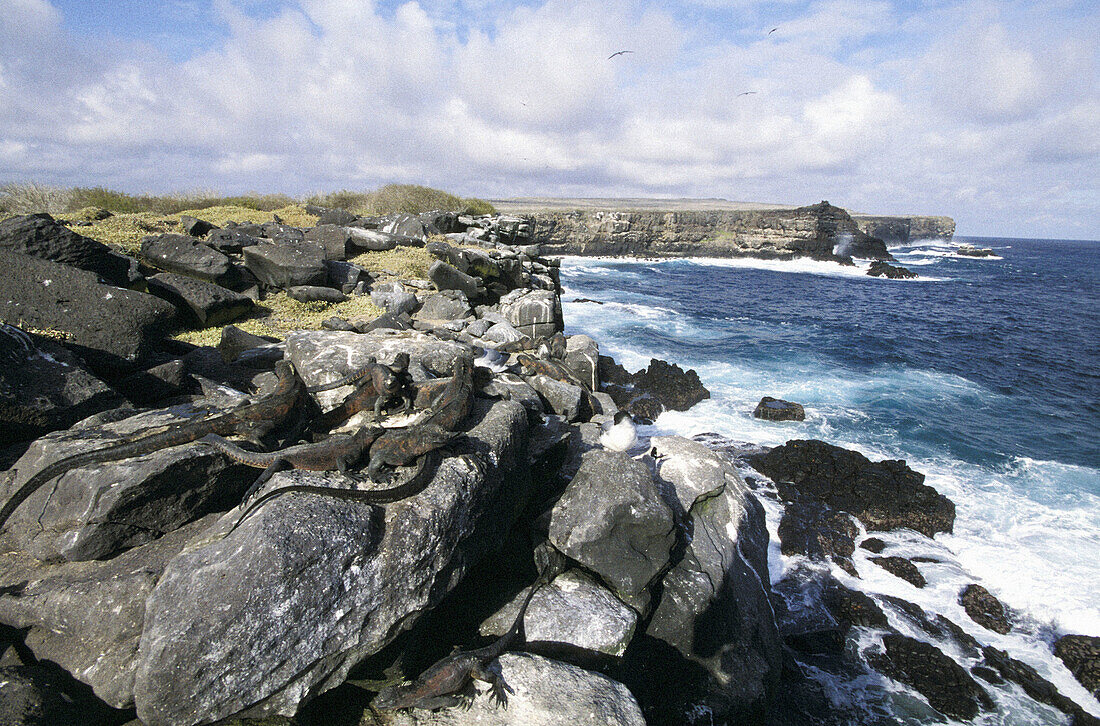 Marine iguane (Amblyrhynchus cristatus). Punta Suarez. Española (Hood Island). Galapagos Islands. Ecuador