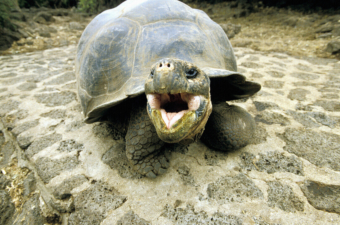 Galapagos Giant Tortoise. Santa Cruz Island. Galapagos Islands. Ecuador