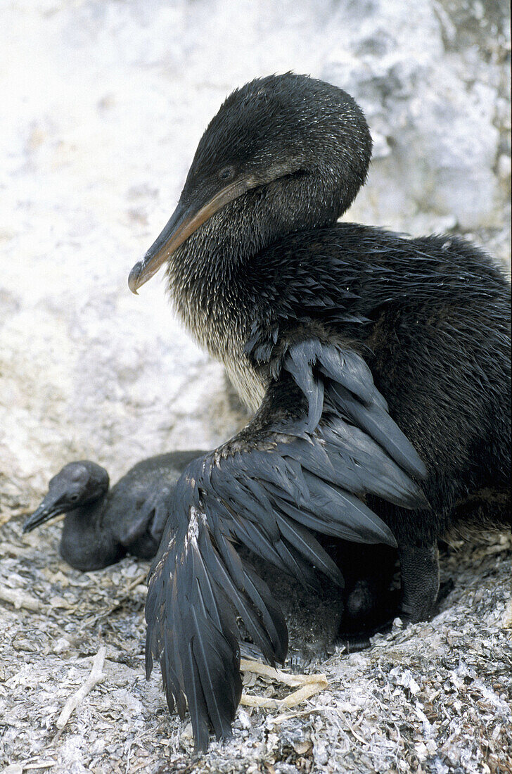 Flightless cormorant (Nannopterum harrisi) feeding his daughter. Tagus Cove. Isabela Island. Galapagos Islands. Ecuador
