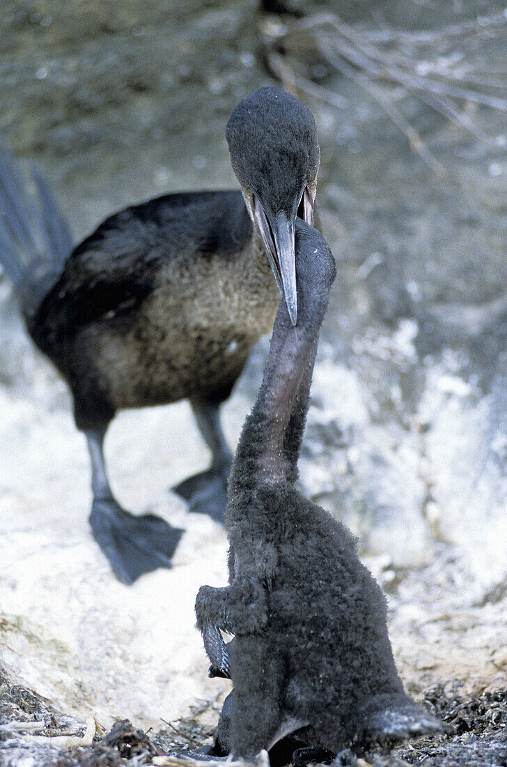 Flightless cormorant (Nannopterum harrisi) feeding his daughter. Tagus Cove. Isabela Island. Galapagos Islands. Ecuador