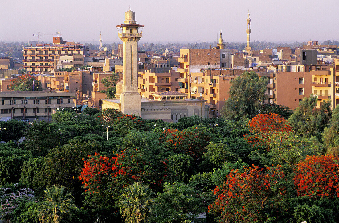 Elevated view over the city and Mosque minaret, blossoming trees in fore. Luxor. High Egypt. Egypt