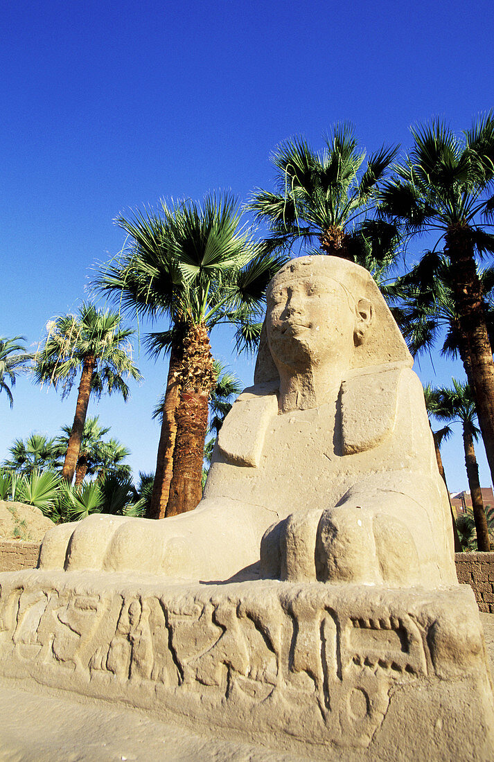 The Sphinx Alley. Luxor Temple. Luxor. High Egypt. Egypt