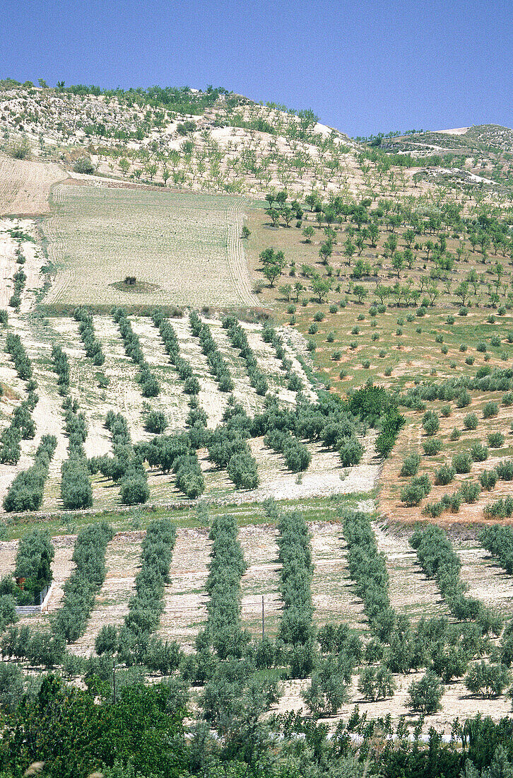 Olive groves. Granada province. Spain