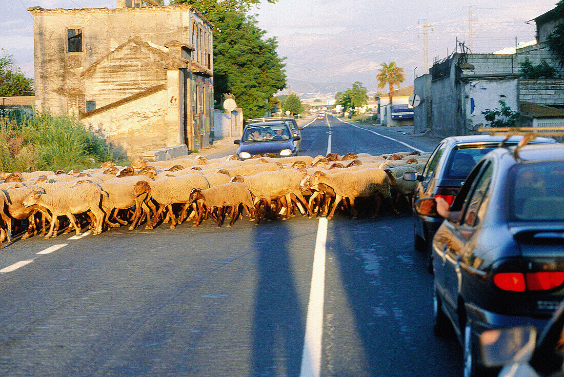 Flock crossing road at dusk. Granada province, Spain