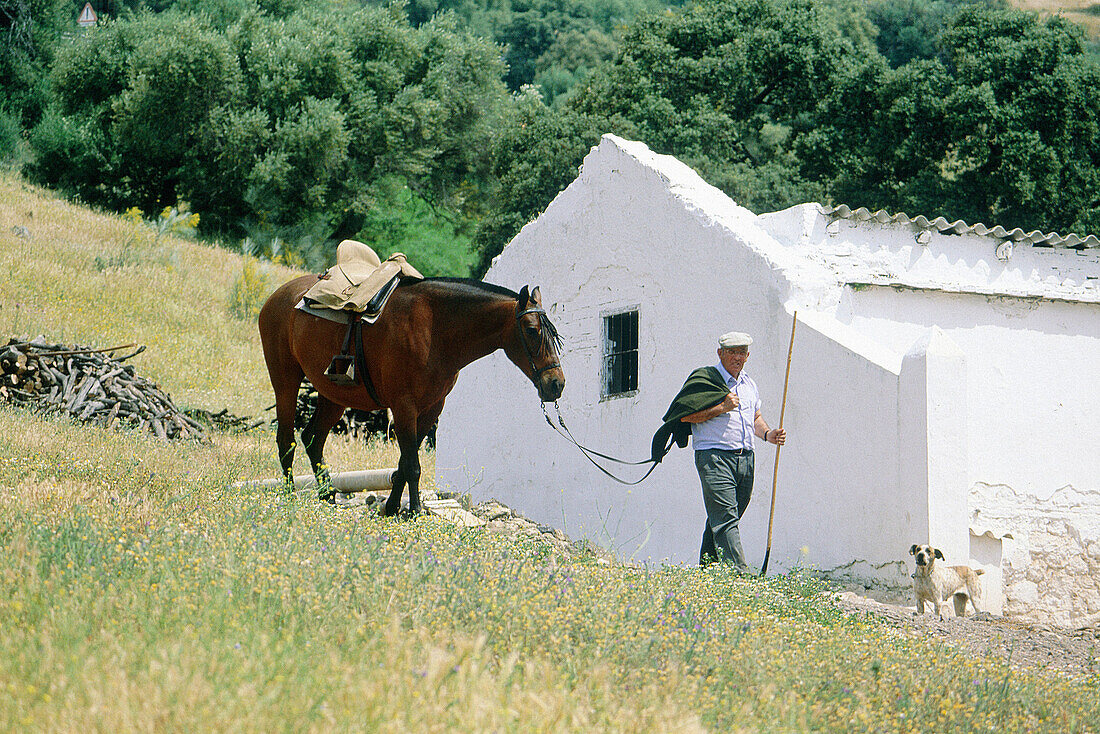 Bull farmer. Córdoba province. Spain