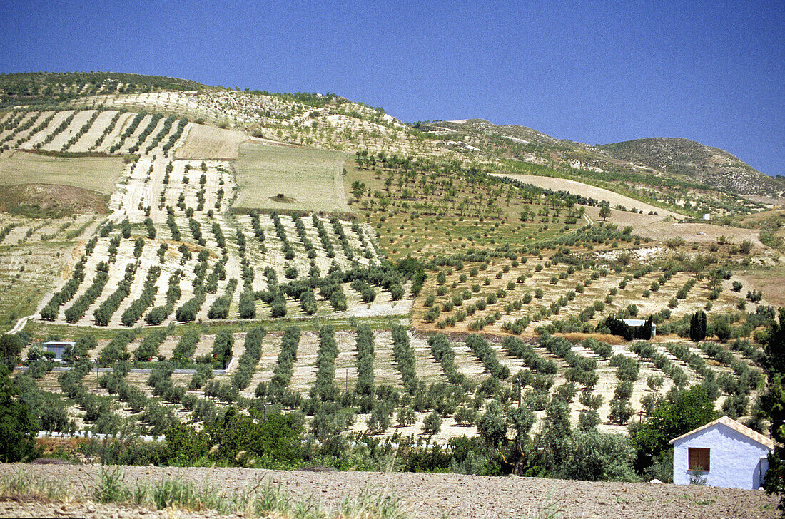 Olive groves. Granada province. Spain