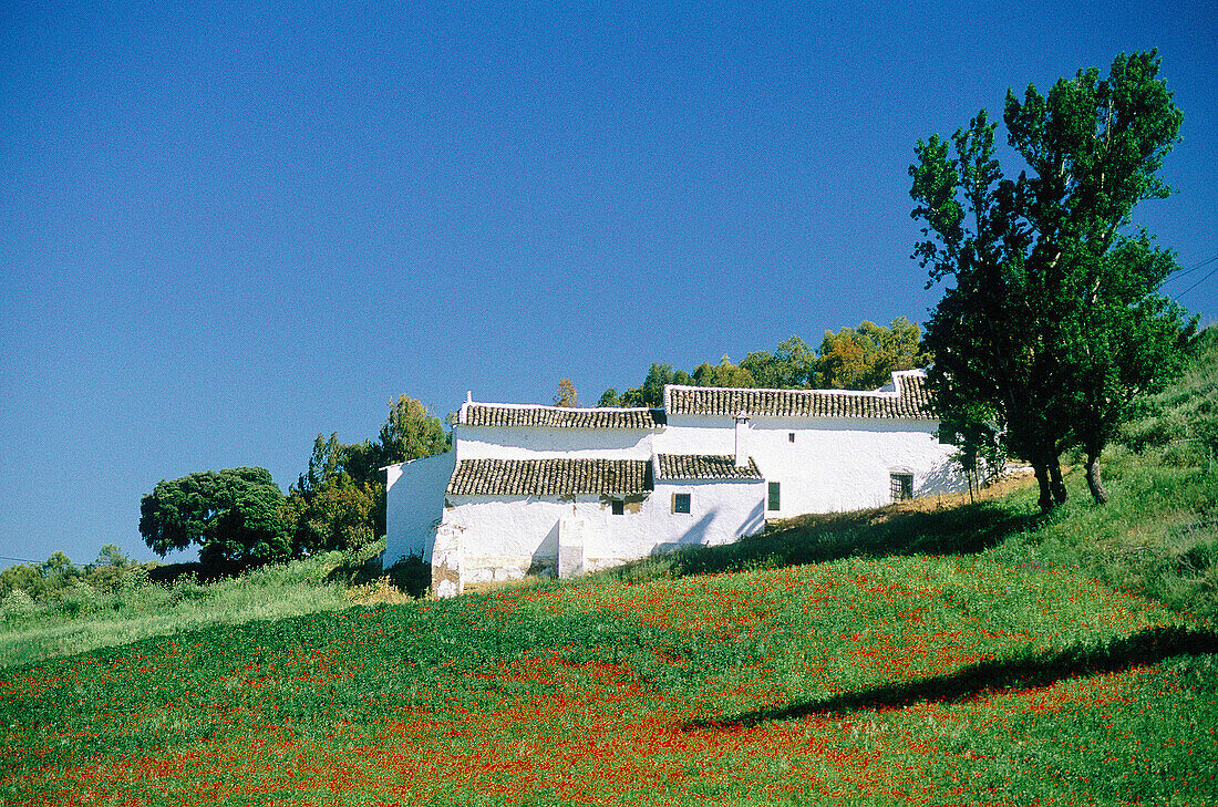 Farm with white walls and field of poppies. Andalucía. Spain