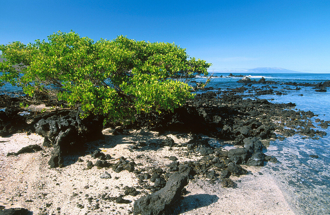 Urbina Bay. Isabella Island. Galapagos Islands