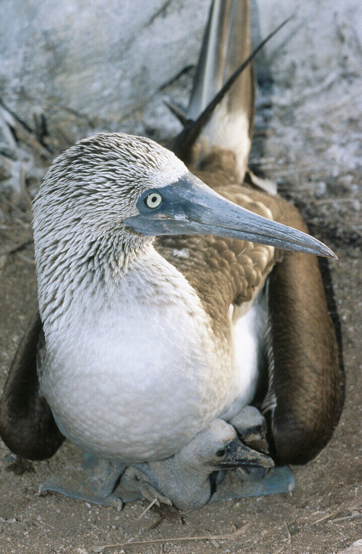 Blue foot gannet (Sula nebouxii). Punta Suarez. Española (Hood Island). Galapagos Islands. Ecuador