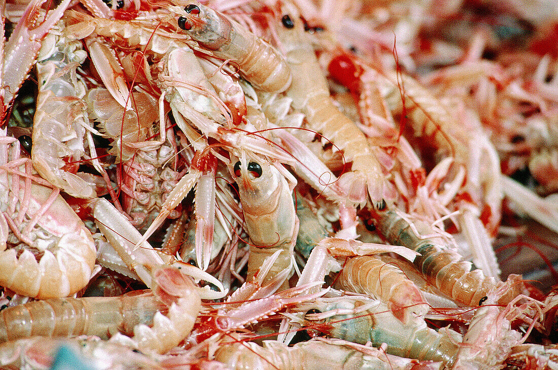 Close up on langoustines at a fish market. Normandy. France