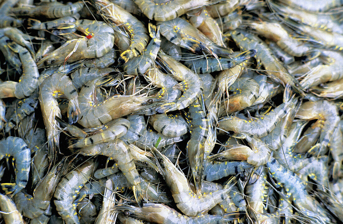 Fresh prawns. Pak Klong Talat Market. Bangkok. Thailand