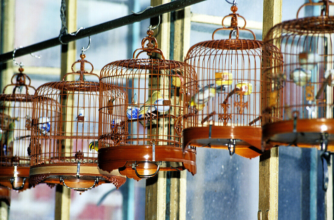 Wan Loi tea room, bird lovers meeting point. Kowloon, Hong Kong. China