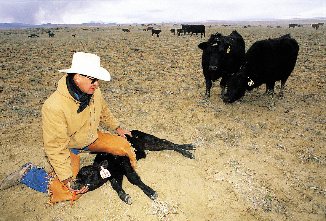 Cowboy tagging newly born calves in winter. Wyoming. USA