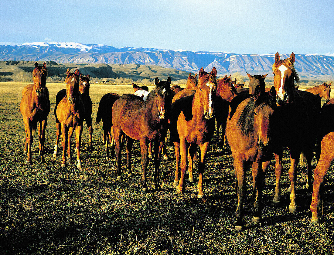 Herd of young horses in ranch. Wyoming. USA