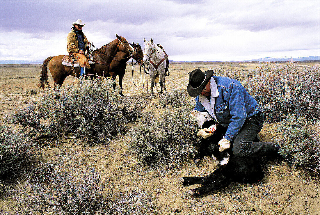 Cowboy tagging a new-born calf. Wyoming. USA