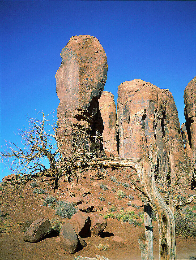 Thumb rock and dried cypress at fore, Monument Valley. Arizona. USA