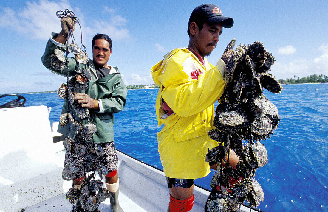 Removing oysters from lagoon for grafting operation ashore, black pearls farm at Rangiroa. Tuamotu Islands. French Polynesia