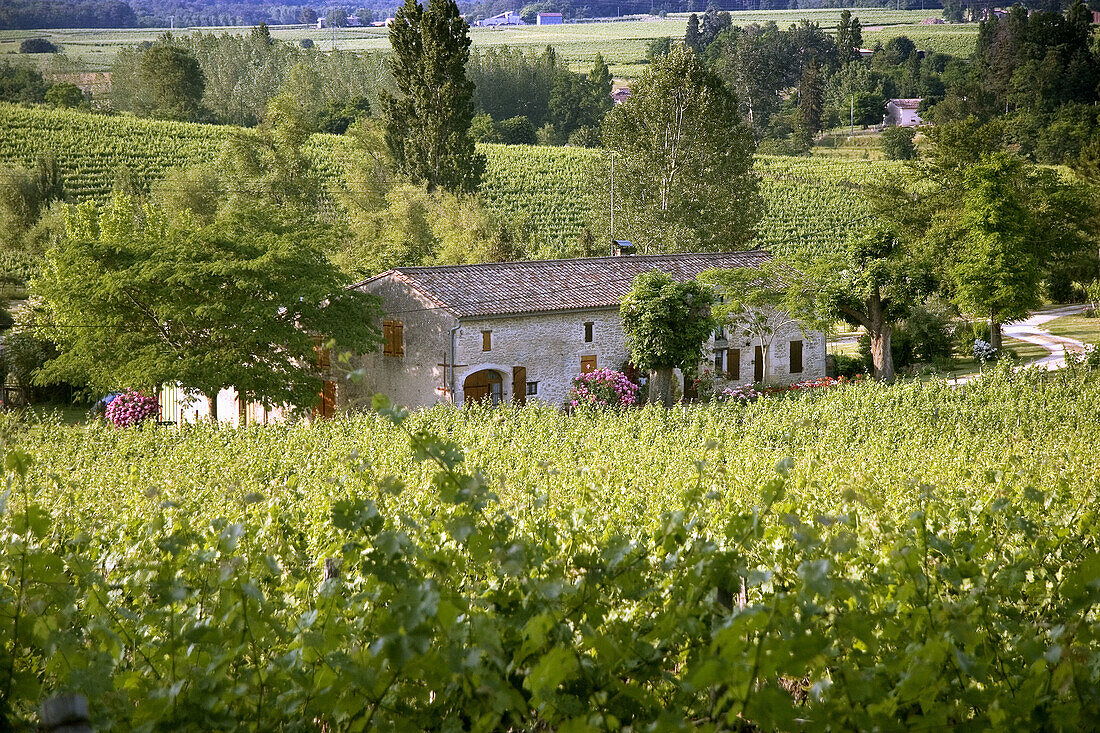 Nähe Sauveterre de Guyenne , Bordeaux wine Region. Gironde. France.