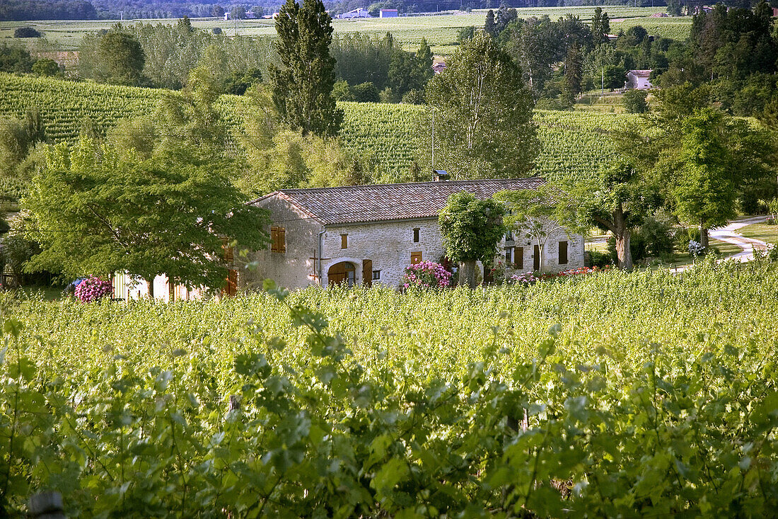 Near Sauveterre de Guyenne in the Bordeaux wine area. Gironde. France.