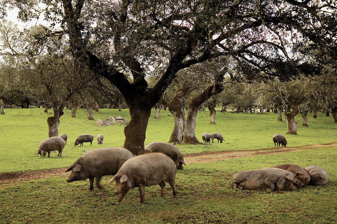 Iberian pigs near Segura de Leon. Badajoz province, Extremadura, Spain