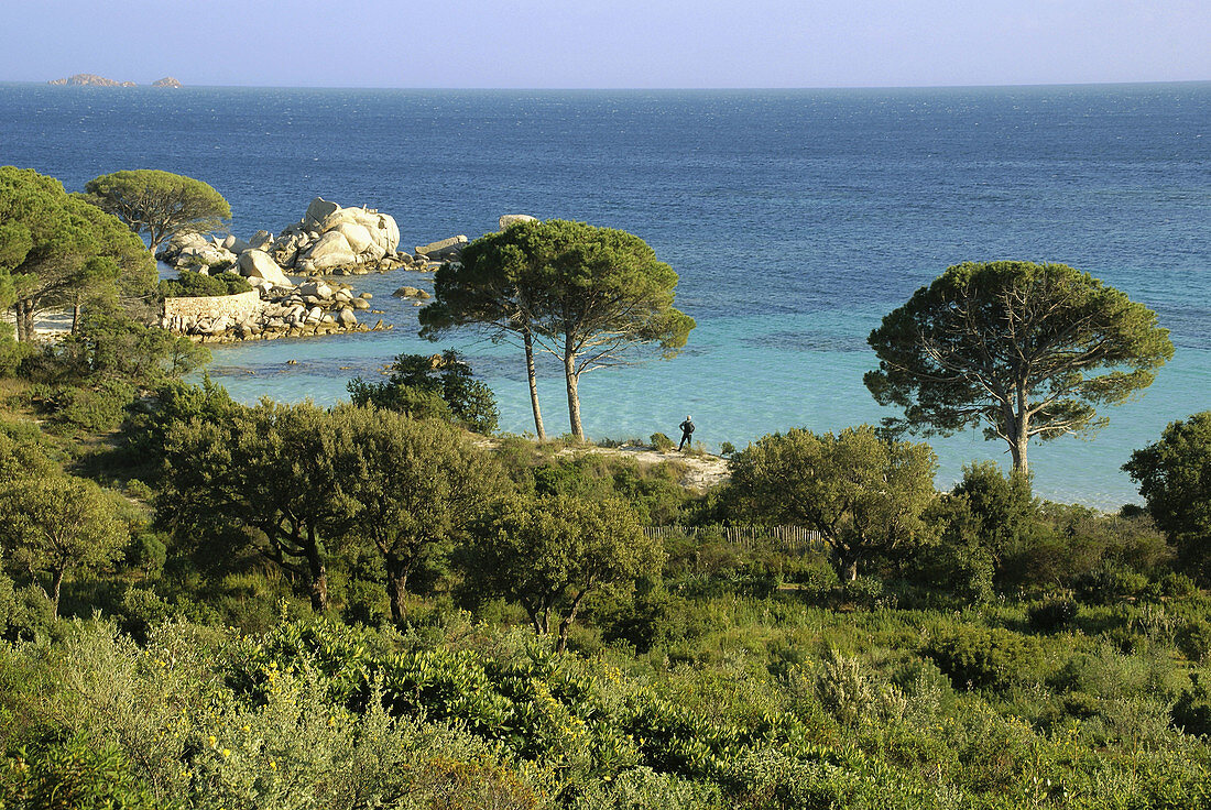 Natural Area of Tamariccio, on the beach of Palombagio, near Porto Vecchio. Corsica. France