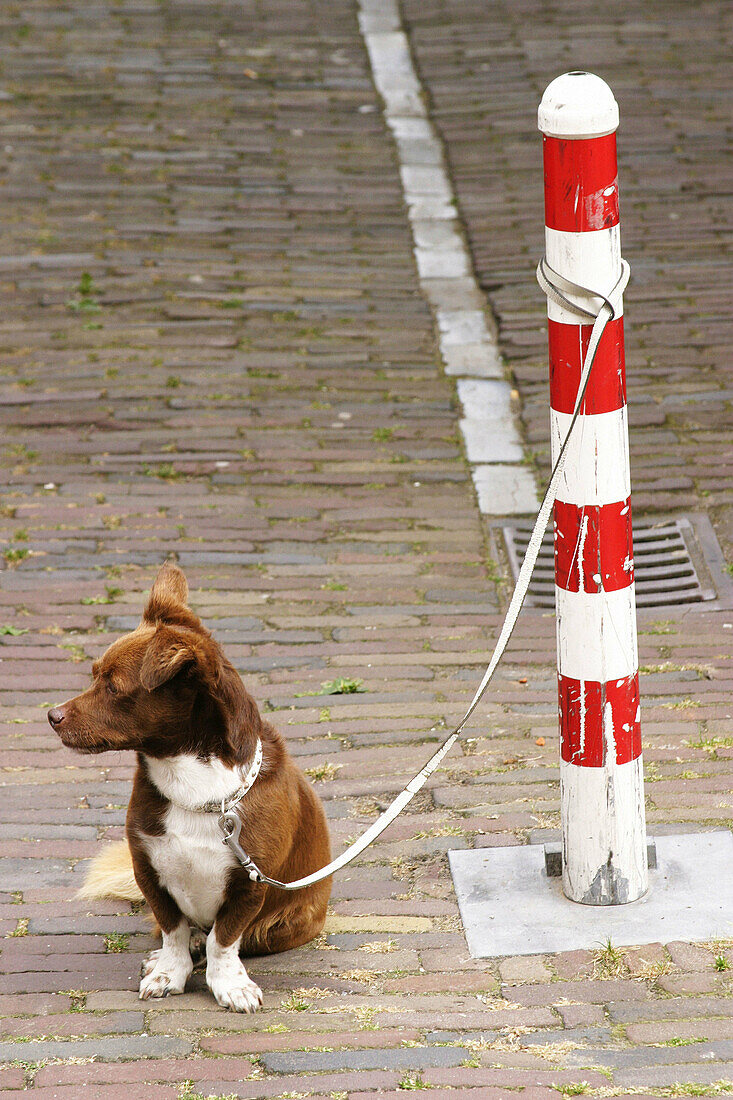  Alone, Animal, Animals, Color, Colour, Contemporary, Daytime, Dog, Dogs, Exterior, Leash, Leashes, Mammal, Mammals, Obedience, Obedient, One, One animal, Outdoor, Outdoors, Outside, Pet, Pets, Pole, Poles, Seated, Sit, Sitting, Street, Streets, Tied, Urb