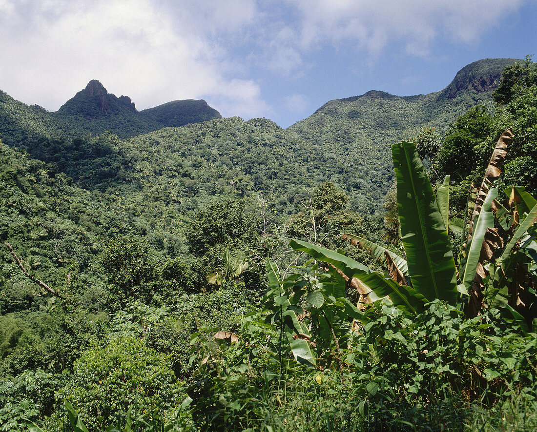 El Yunque Rainforest. Puerto Rico (formally known as the Caribbean National Forest)