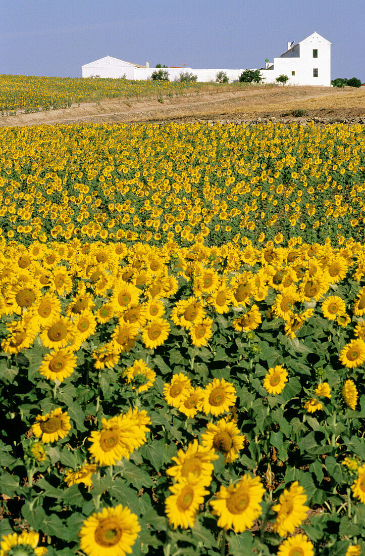 Feld mit Sonnenblumen. Spanien