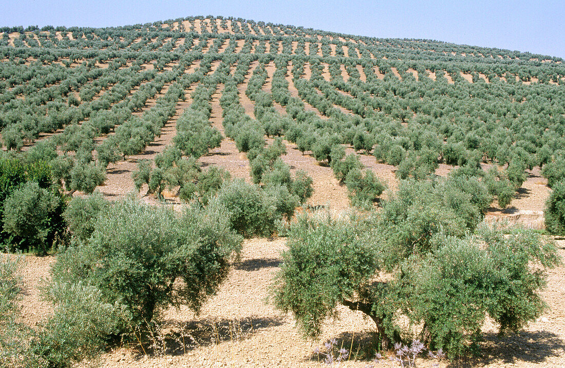 Olivenbäume, in der Nähe von Montoro. Provinz Cordoba. Andalusien. Spanien.