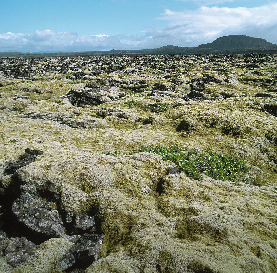 Tundra, Kapelluhraun, Reykjanes-Halbinsel, Island