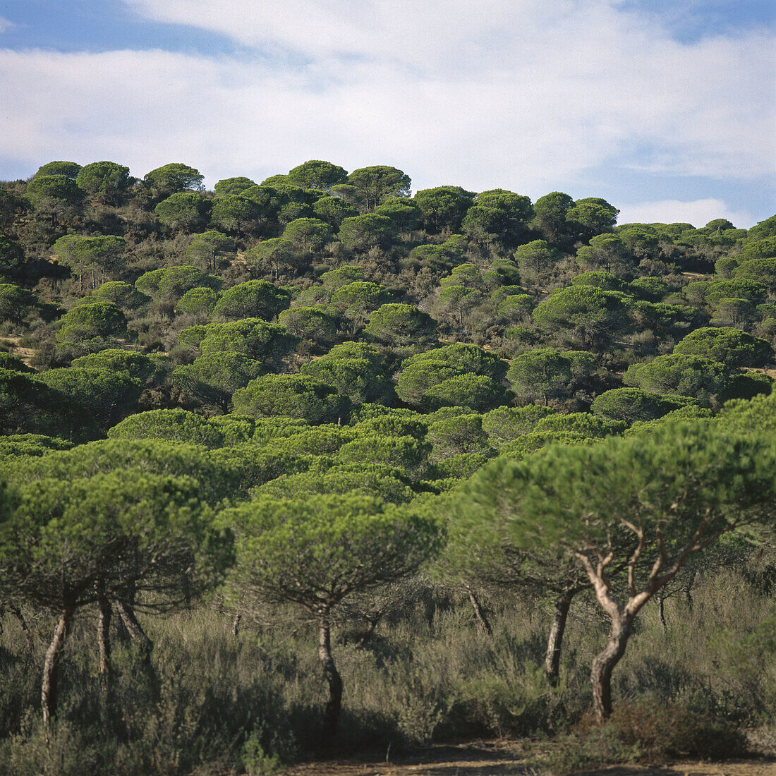 Kiefernwald (Pinus pinea), Doñana-Nationalpark. Provinz Huelva, Spanien