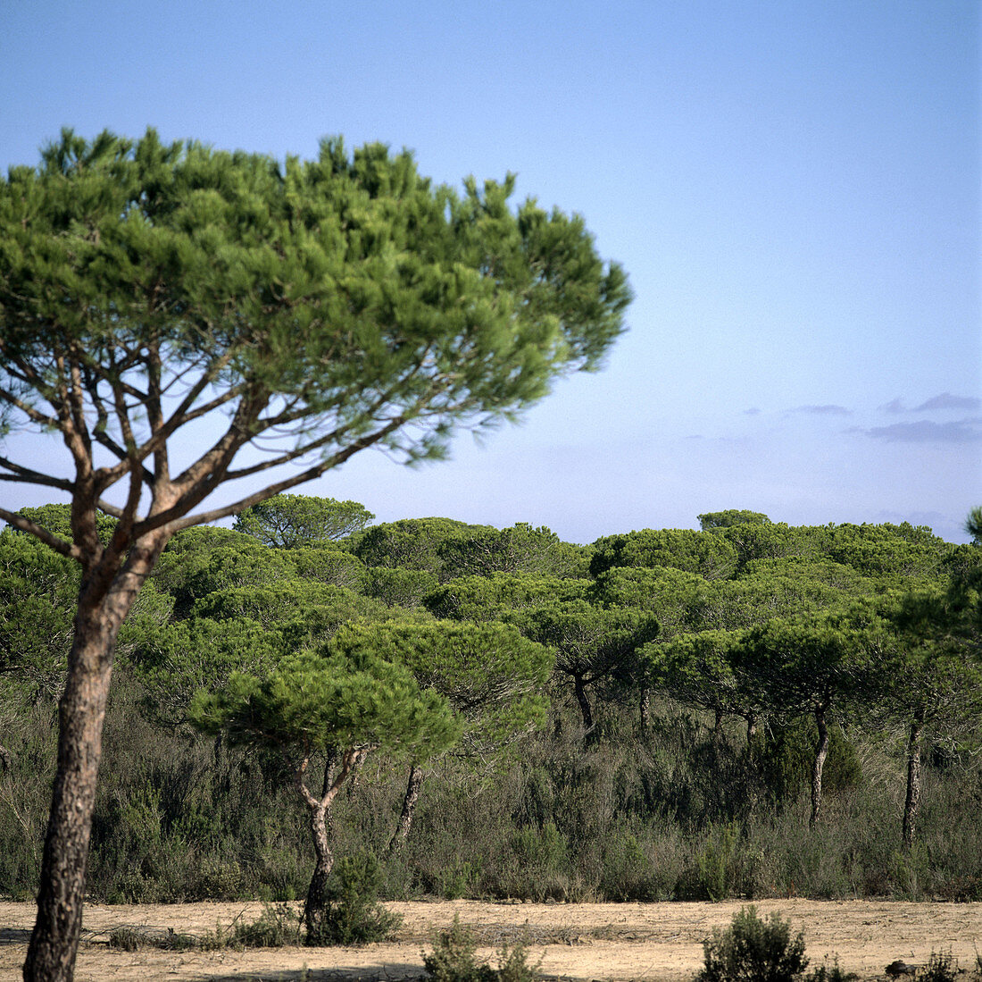 Zirbelkiefernwald (Pinus pinea), Nationalpark Doñana. Provinz Huelva, Spanien