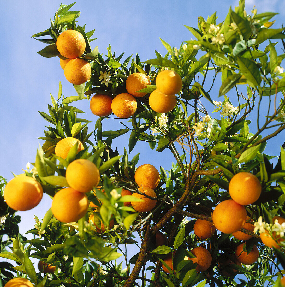 Orangen, Gandia, Provinz Valencia, Spanien