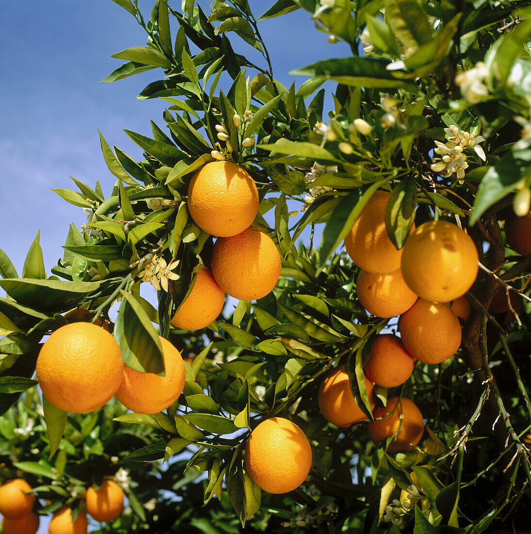 Orangen, Gandia, Provinz Valencia, Spanien