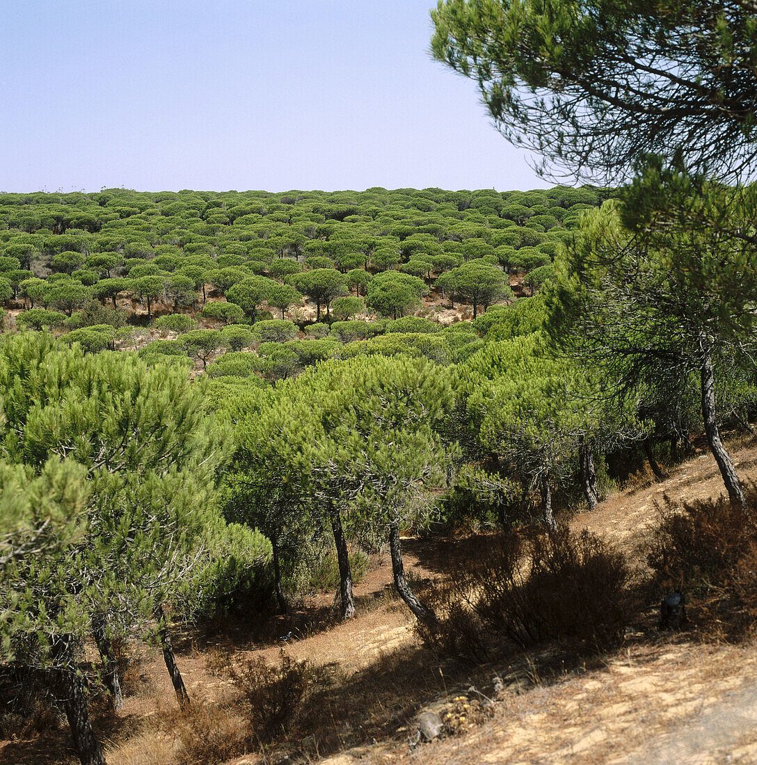 Pinienwald, Caños de Meca, Provinz Cádiz, Spanien