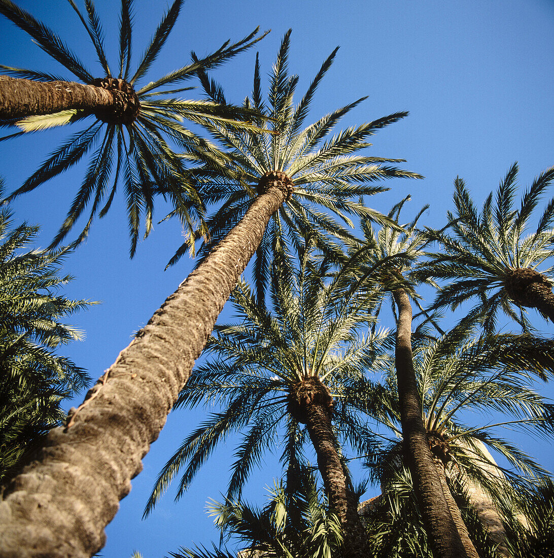 Palmen, Huerto del Cura (Obstgarten des Priesters), Elche, Provinz Alicante, Spanien