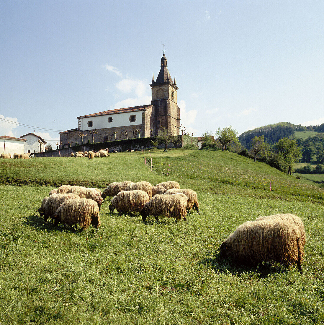 Schafe auf der Weide. Zerain, Guipuzcoa, Baskenland, Spanien